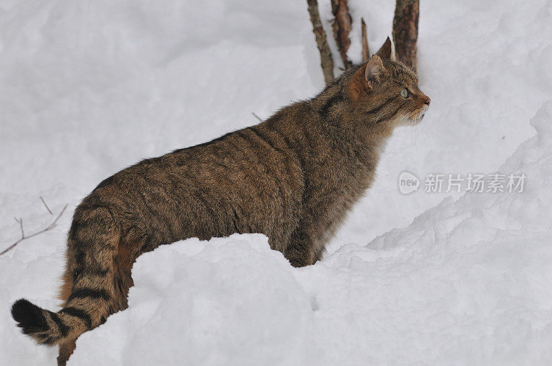 野猫(Felis silvestri)